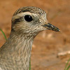 Dotterel