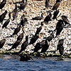 Great Cormorants