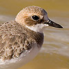 Greater Sandplover