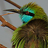 Little Green Bee-eater