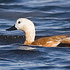 Ruddy Shelduck