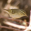 Yellow-browed Warbler