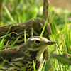 Buff-bellied Pipit