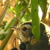 Olive-backed Pipit