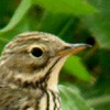 Red-throated Pipit