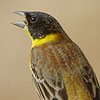 Black-headed Bunting