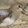 Namaqua Dove