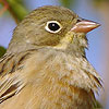 Ortolan Bunting