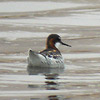 Red-necked Phalarope