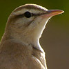 Rofous Bush Robin