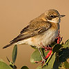 Black-eared Wheatear