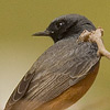 'Phoenicuroides' Black Redstart