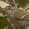 Hume's Leaf Warbler