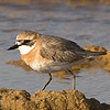 Greater Sand Plover