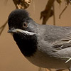 Ruppell's warbler