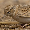 Greater Short-toed Lark