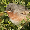 Subalpine Warbler