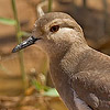 White-tailed Lapwing