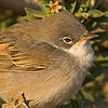 Common Whitethroat