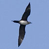 Arctic Skua