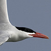 Caspian Tern