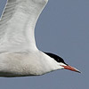 Common Tern