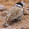 Black-crowned Finch-Lark