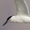 Sadnwich Tern