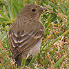 Scarlet Rosefinch