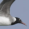 White-eyed Gull