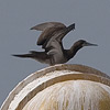 Brown Booby