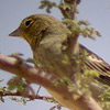 Cinereous Bunting
