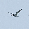 Oystercatchers