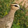 Sociable Plover