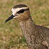 Sociable Plover