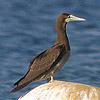 Brown Booby