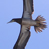 Brown Booby