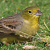 Cinereous Bunting