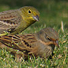 Cinereous Bunting