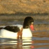 Common Shelduck