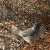 Cyprus Warbler