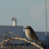 Daurian Shrike