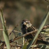 Spanish Sparrow