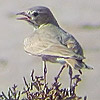 Bar-tailed Lark