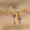 Bar-tailed Lark