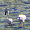 Lesser Flamingo