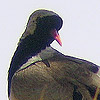 Namaqua Dove