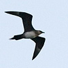 Arctic Skua