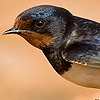 Barn Swallow