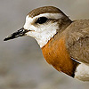 Caspian Plover